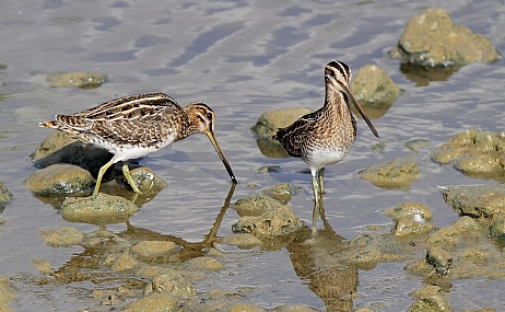 חרטומית ביצות