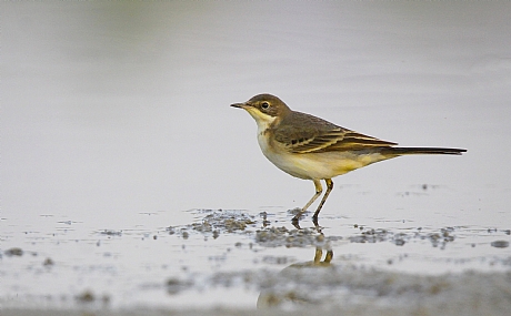 נחליאלי צהוב