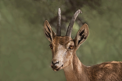 יעל נובי תקריב