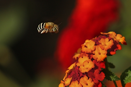 הבהלה לצוף מתקתק.