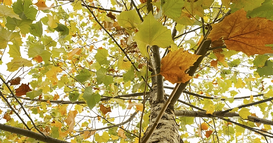Look up