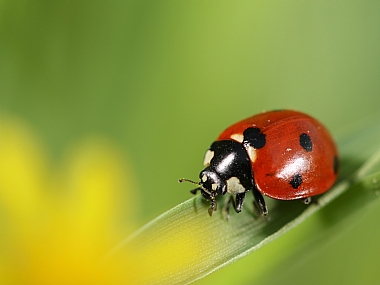 חיפושית מושית השבע | חיפושית מושית השבע  
מושית השבע  
מושית  
חיפושית  
חיפושיות  
Coccinella septempunctata  
מאקרו