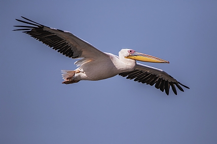 שקנאי במעוף