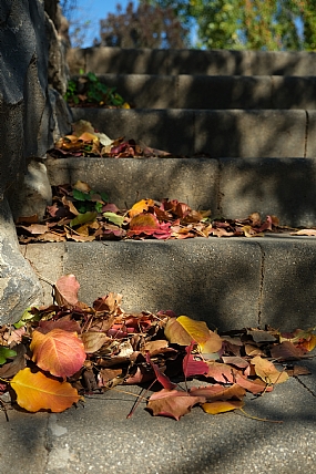 שלכת יורדת במדרגות