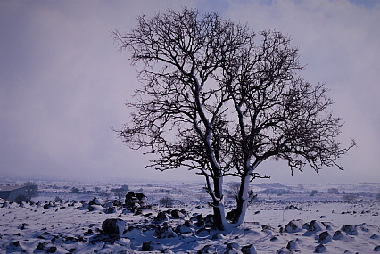 עץ בשלג 