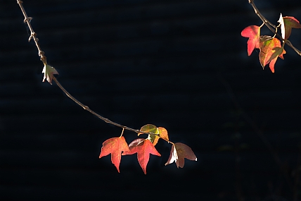 שלכת באור שמש 2