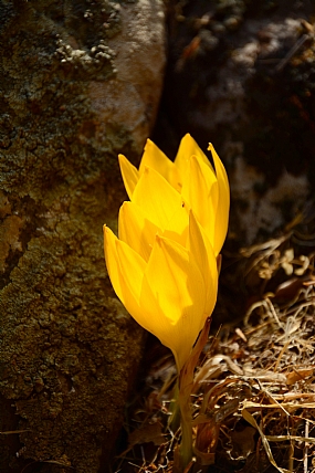 חלמוניות מדליקות