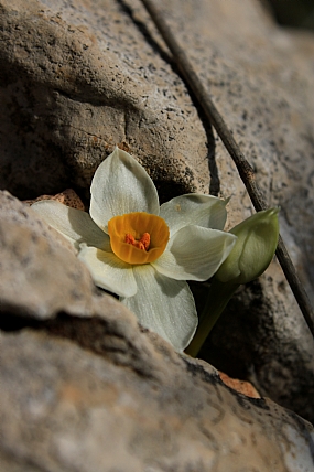 הנרקיס הפורח.