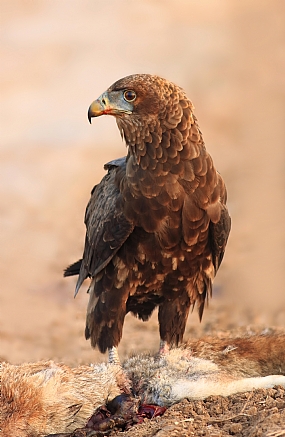 חיוואי להטוטן
