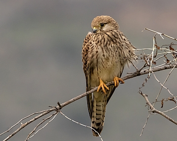 בז מצוי . נקבה