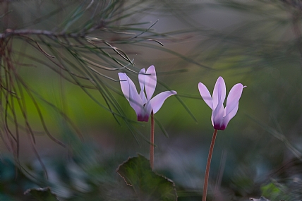 רקפות מסתתרות