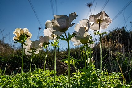 כלניות לבנות