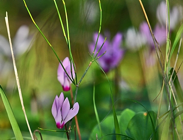 עוטרת לה כתר ורוד