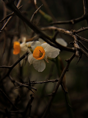 הנרקיס "הכלוא".
