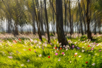 מרבד כלניות