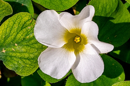 Begonia פרחי חורף | פרחים  בגוניה  