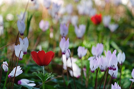 כלניות בין הרקפות