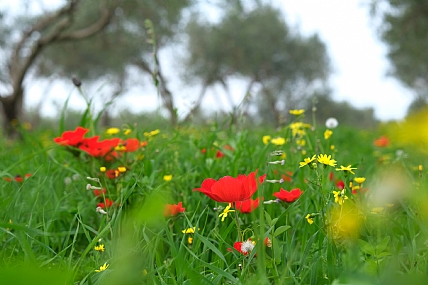 אביב מטע זיתים 