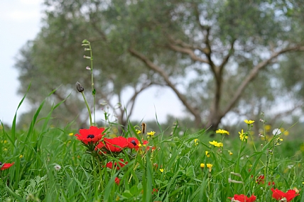 אביב במטע זיתים 2