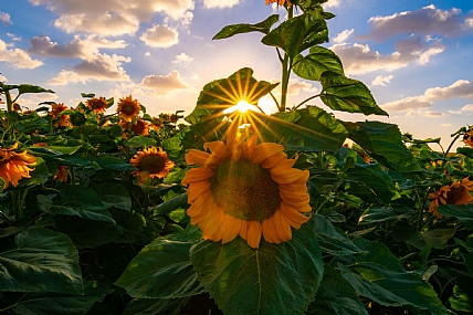 פרח השמש