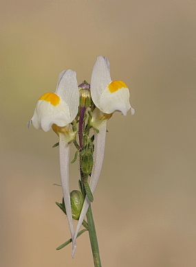 פשתנית משולשת