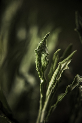 העלה השעיר.