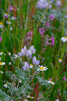 אביב צבעוני