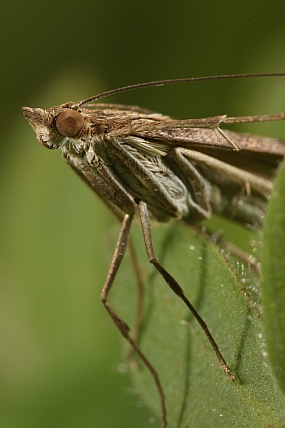 עש Nomophila Noctuella