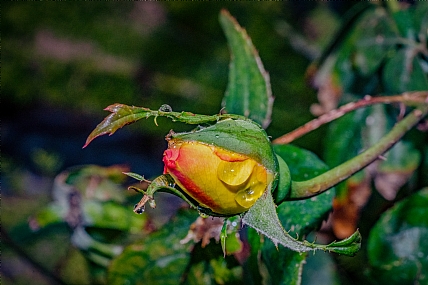 שושנה  | שושנה פריחה 