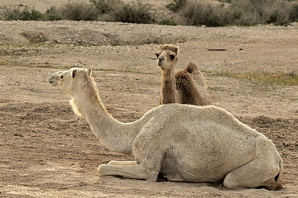 גמלים במדבר יהודה