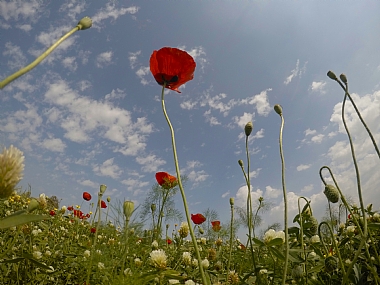 כלנית דוגמנית