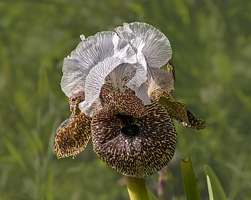 אירוס נצרתי