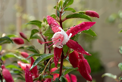 פוקסייה לבן/אדום 2 | פרח פוקסייה  
