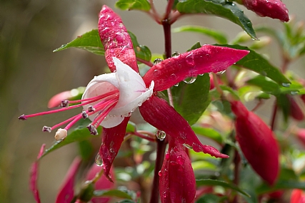 פוקסייה לבן/אדום 3 | פרח  פוקסייה  אדום לבן 