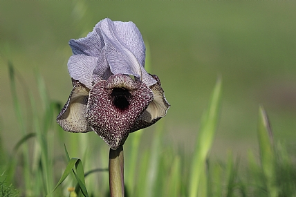 איריס הגולן