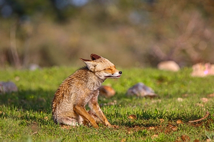 על דשא ירוק....