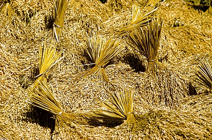 אלומות של אורז