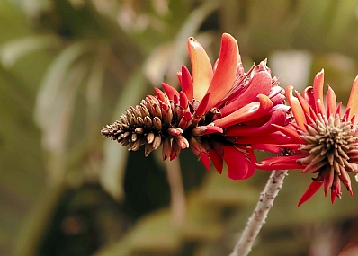 אלמוגן פורח אביב