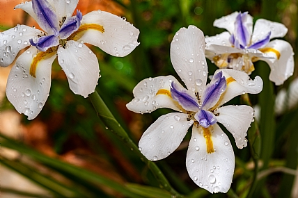 משפחת אירוסים | אירוסים