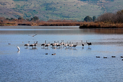 צילום: חיים  מורנו 