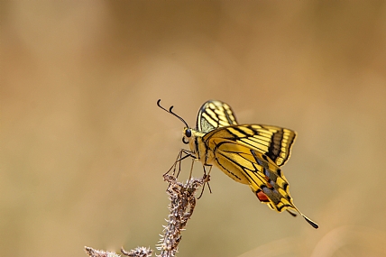 זנב סנונית..