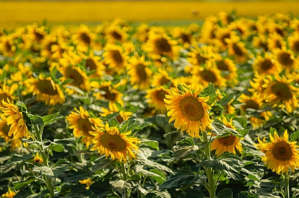 בעקבות השמש