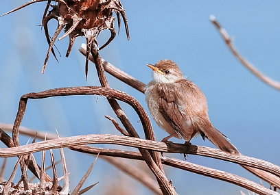 פשוש בן קיפודן