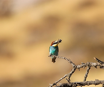 ארוחת צהריים
