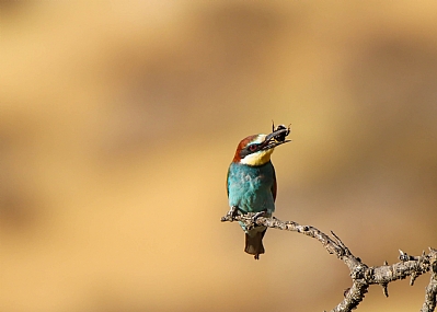 ארוחת צהריים 2