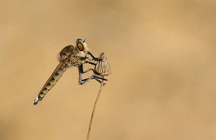 Robber flies  Asilida
