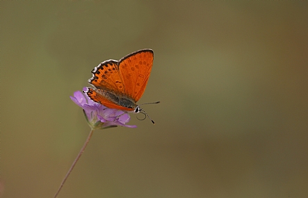 נחושתן החומעה