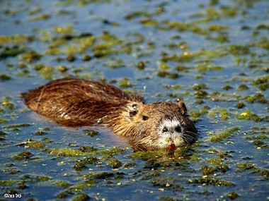התרעננות בביצה