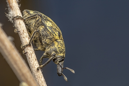 Rhinoncus pericarpius