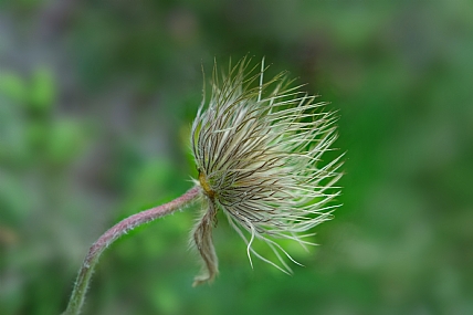 שערות סוערות